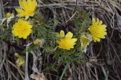 Adonis villosa