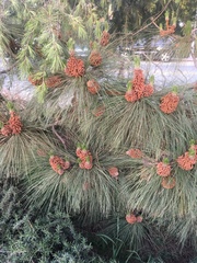 Pinus patula
