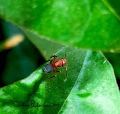 Camponotus rectangularis
