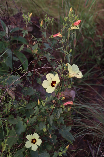 Image of Hibiscus engleri by (c) Tony Rebelo, some rights reserved (CC BY-SA)