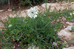 Artedia squamata