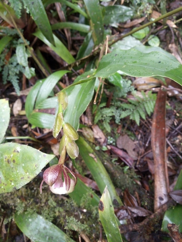 Epidendrum dalessandroi Hágsater & Dodson 4
