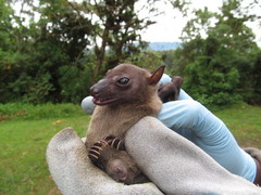 Rousettus aegyptiacus