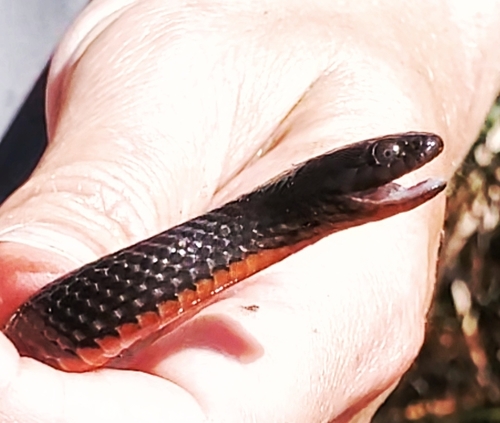 Black Swamp Snake (or Swampsnake), Seminatrix pygaea