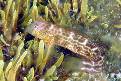 Caneva's Blenny photo 4