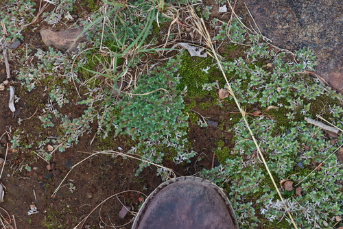 Image of Stiff Swan-neck Moss by (c) Tony Rebelo, some rights reserved (CC BY-SA)