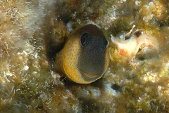 Caneva's Blenny photo 2