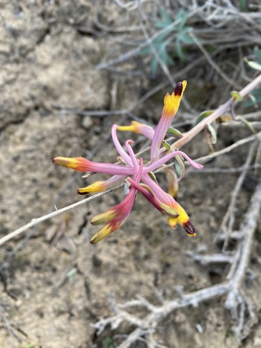 Corydalis schanginii