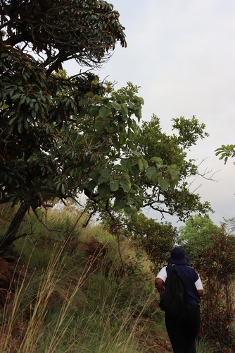 Image of Ficus abutilifolia by (c) Tony Rebelo, some rights reserved (CC BY-SA)