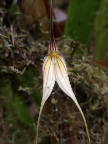 Masdevallia amaluzae