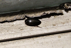 Copelatus chevrolati