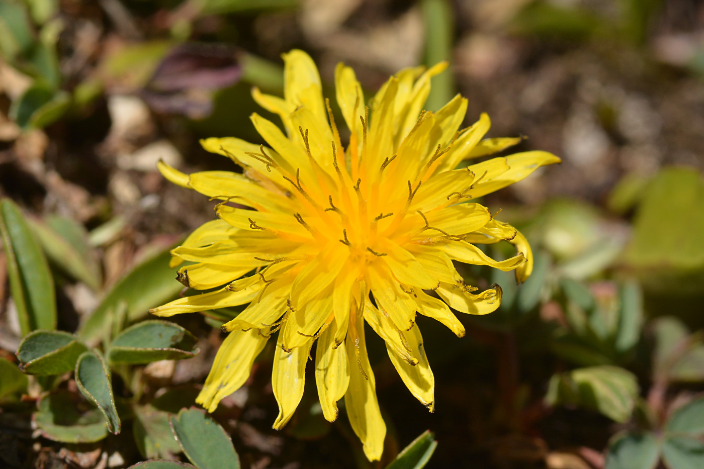 Taraxacum