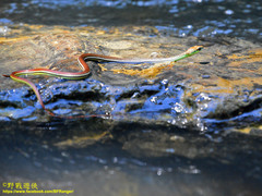 Dendrelaphis caudolineatus