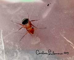Camponotus rectangularis