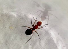 Camponotus rectangularis