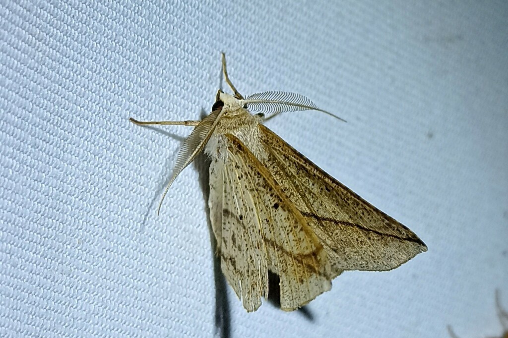 Psilocerea rachicera