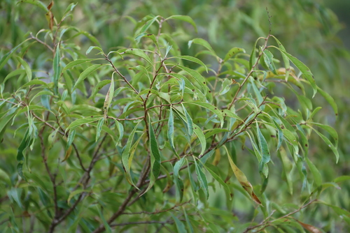 Image of Heteropyxis natalensis by (c) Tony Rebelo, some rights reserved (CC BY-SA)