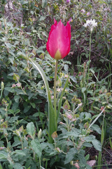 Tulipa agenensis