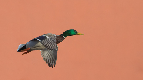 Mallard photographed in Maine