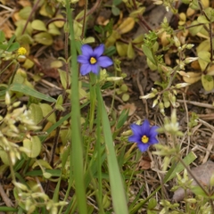 Sisyrinchium pruinosum