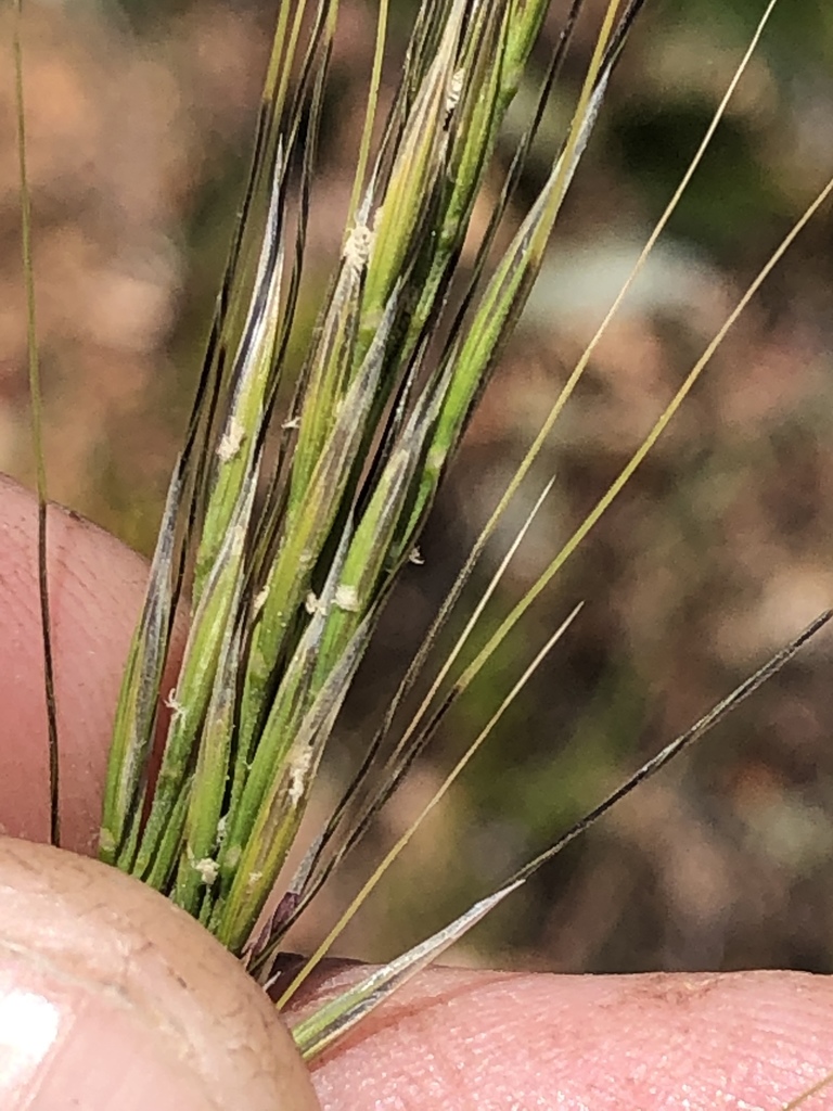 Western Needlegrasses
