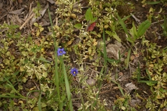 Sisyrinchium pruinosum