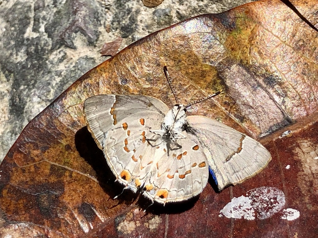 Red-spotted Hairstreak