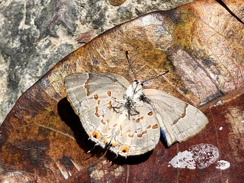 Red-spotted Hairstreak