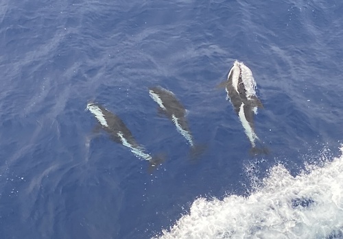 Hourglass Dolphin (Cephalorhynchus cruciger)