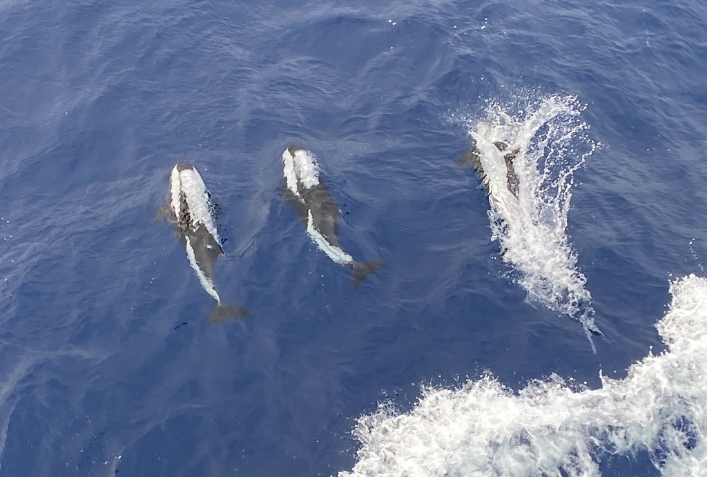 Hourglass dolphins riding the bow wave of a ship with spray rising