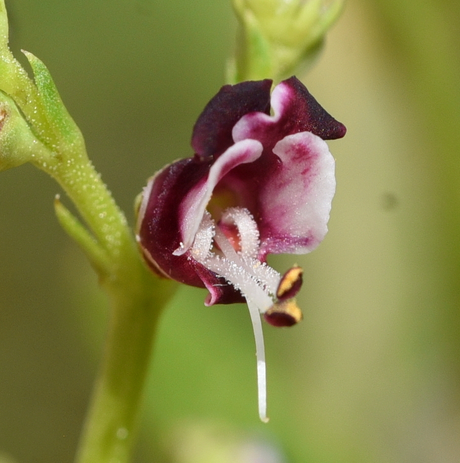 Scrophularia canina