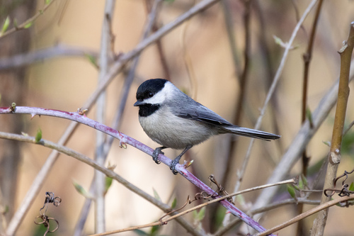 Carolina Chickadee photographed in Maryland