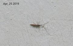 Coreocalamobius parantennatus