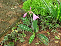 Hippeastrum reticulatum striatifolium