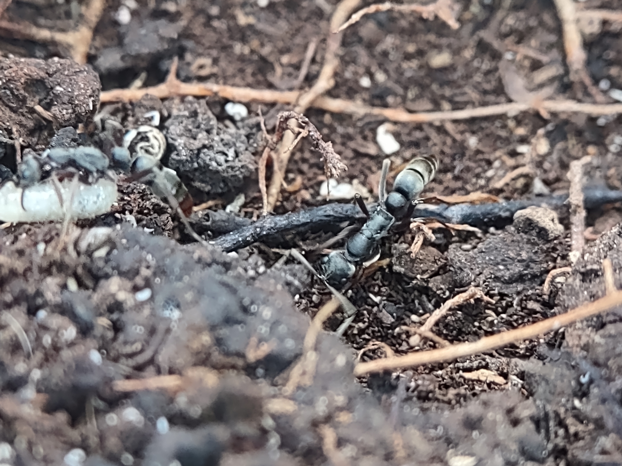 Leptogenys wheeleri