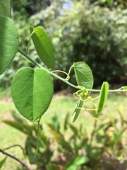 Passiflora arbelaezii image