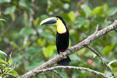 Ramphastos brevis