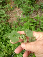 Abutilon berlandieri