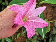 Hippeastrum reticulatum striatifolium