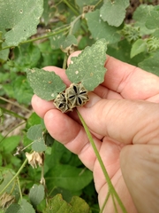 Abutilon berlandieri
