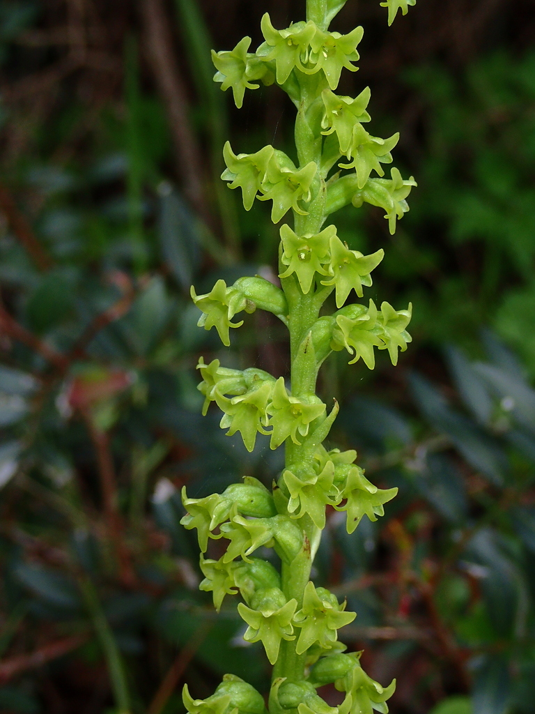 Gennaria diphylla
