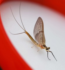 Ephemera orientalis