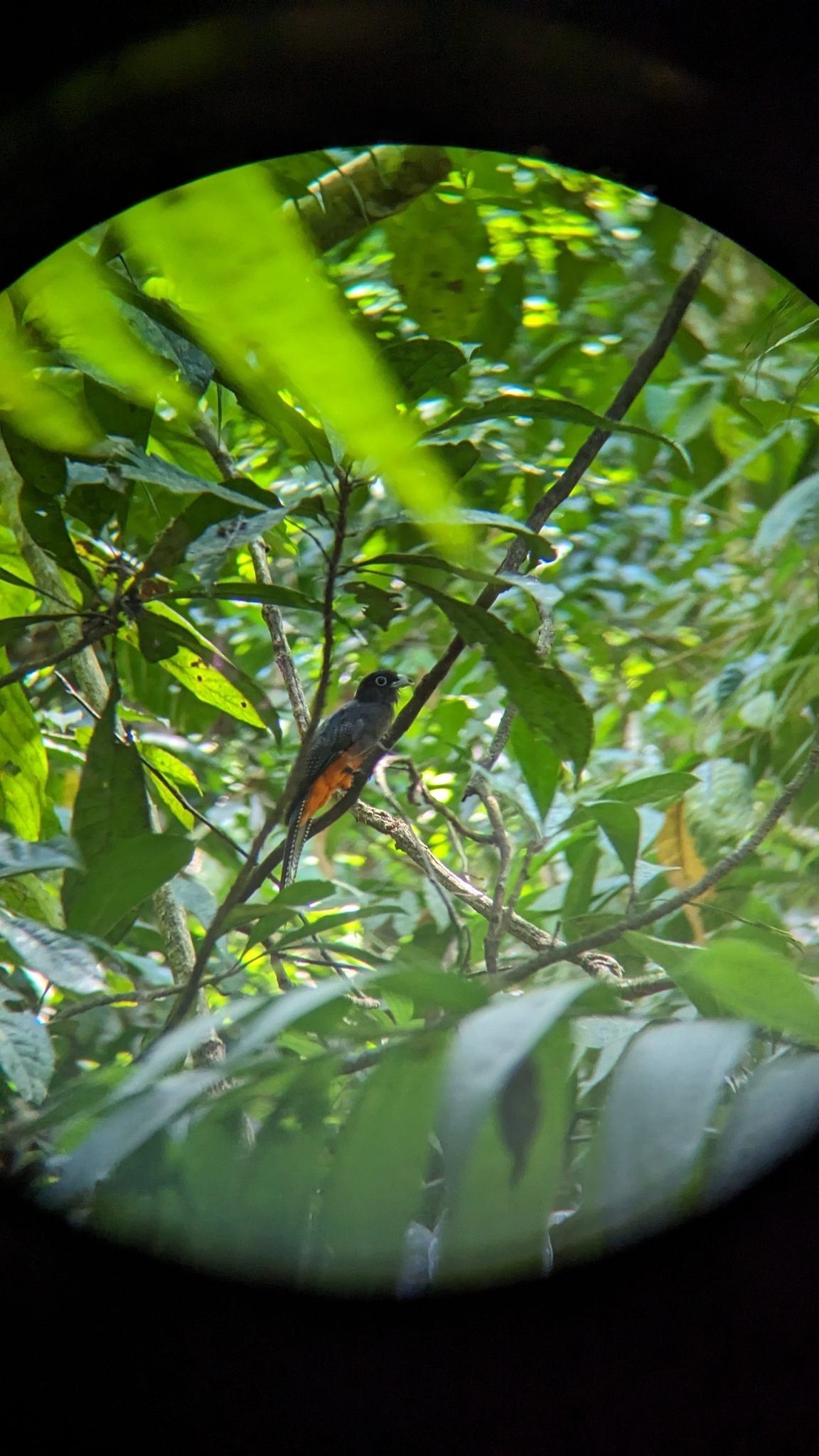 Baird's Trogon (Trogon bairdii)