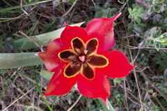 Tulipa agenensis