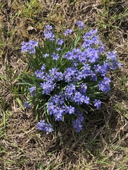 Sisyrinchium pruinosum