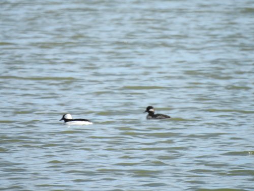 Bufflehead photographed in Ohio