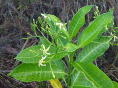 Tabernaemontana alba