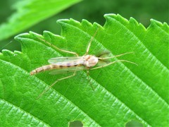 Chironomus plumosus