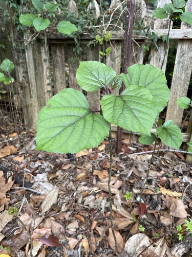 Foto de Clerodendro