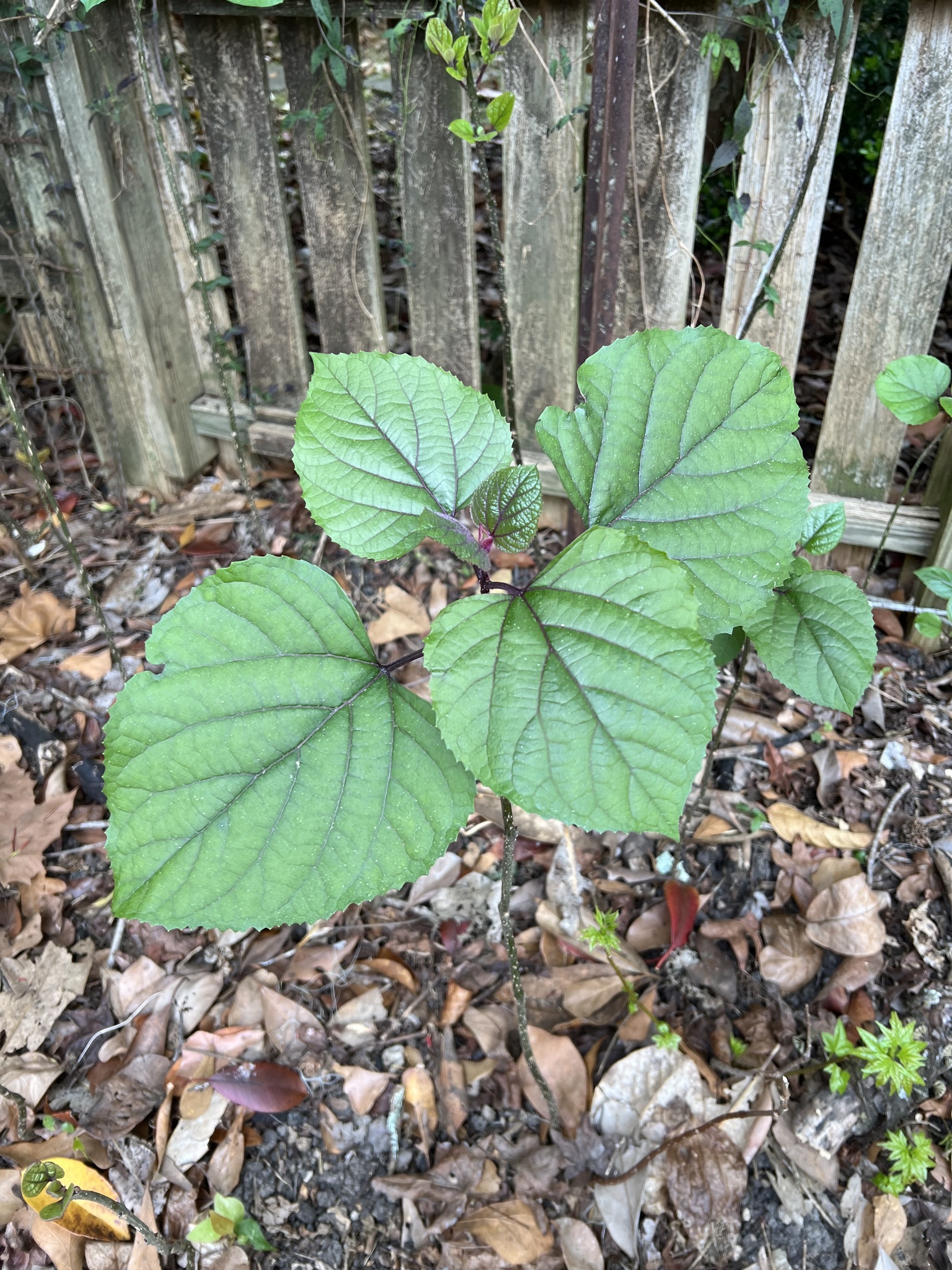 Imagem de Clerodendro